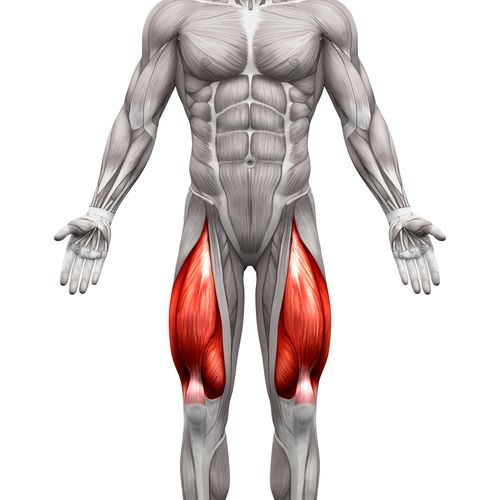 Quadriceps muscles on the front of the thigh